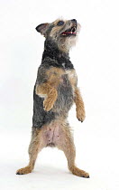Border Terrier bitch standing on her hind legs.