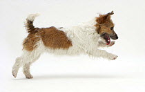 Jack Russell Terrier pouncing.