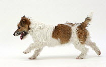 Jack Russell Terrier running.