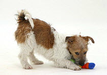 Jack Russell Terrier pouncing a toy, play-bowing as she picks it up.