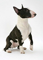 English Bull Terrier sitting, about to give a paw.