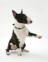 English Bull Terrier sitting, giving a paw.