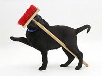 Black Labrador pup playing with a child's broom.
