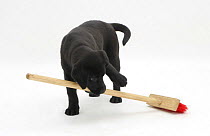 Black Labrador pup 'sweeping' the floor with a child's broom.