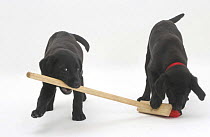Two Black Labrador pups playing with a child's broom.