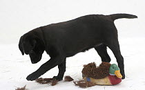 Black Labrador pup destroying boot cleaner.