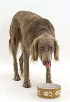 Long-haired Weimaraner dog drinking from a bowl.