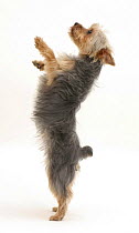 Yorkshire Terrier standing on her hind legs.