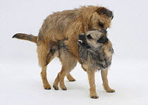Border Terrier bitch snarling at her grown up pup who is mounting her during play.