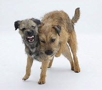Border Terrier bitch snarling at her grown up pup who is mounting her during play.