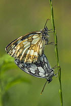 Marbled White butterflies mating {Melanargia galathea} Hampshire, UK