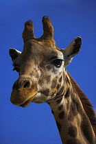 Giraffe (Giraffa camelopardalis) Marwell Zoological Park, Hampshire, UK