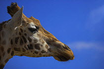 Giraffe (Giraffa camelopardalis) Marwell Zoological Park, Hampshire, UK