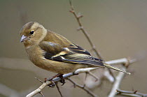 Female Chaffinch {Fringilla coelebs} Northumberland, UK