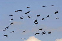 Red-billed Chough (Pyrrhocorax pyrrhocorax) flock in flight in feeding territory, Andalucia, Spain