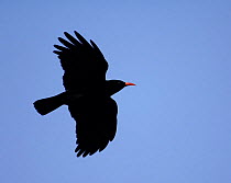 Red-billed Chough (Pyrrhocorax pyrrhocorax) flying, Andalucia, Spain