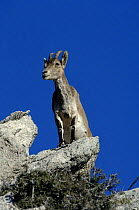 Spanish Ibex (Capra pyrenaicus) standing on rock in sierra habitat, Andalucia, Spain