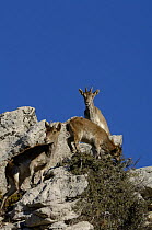 Spanish Ibex (Capra pyrenaicus) herd grazing in sierra habitat, Andalucia, Spain
