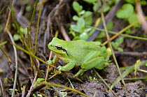 Stripeless / Mediterranean Tree Frog (Hyla meridionalis) Extremadura, Spain