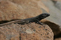 Boettger's lizard {Gallotia caesaris} Portugal