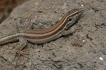 Boettger's lizard {Gallotia caesaris} male, portugal