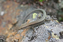 Iberian wall lizard {Podarcis hispanicus} Pyrenees, Spain