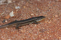 Lizard {Psammodromus algirus} Algarve, Portugal