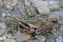 Moor frog {Rana arvalis} Austria