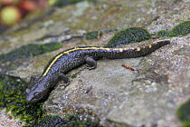 Pyrenean Brook salamander {Euproctus asper} immature, Spain