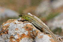 Snake eyed lizard {Ophisops elegans} male, Kos, Greece