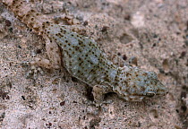 Tenerife gecko {Tarentola delalandii} Canary Islands