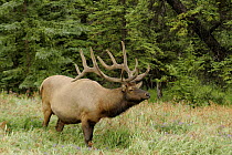 Elk {Cervus canadensis}, Male, Canada