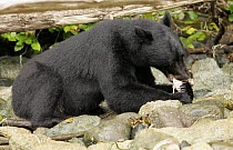 Black Bear {Ursus americanus} adult male eating bones on shore, Canada