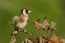 Goldfinch {Carduelis carduelis} in oak tree, Peak District, UK