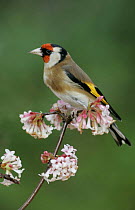 Goldfinch {Carduelis carduelis} in spring blossom, Peak District, UK