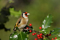 Goldfinch {Carduelis carduelis} on Holly with red berries, Peak District, UK