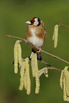 Goldfinch {Carduelis carduelis} among willow catkins, Peak District, UK