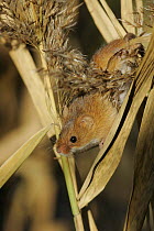 Harvest Mouse {Micromys minutis} among reeds in wetland, Yorkshire, UK captive