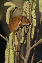 Harvest Mouse {Micromys minutis} among willow catkins, S Yorks, UK captive