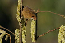 Harvest Mouse {Micromys minutis} among willow catkins, S Yorks, UK captive