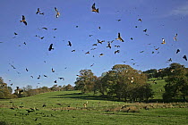 Flock of Red Kites (Milvus milvus), Ravens and Buzzards above Gigrin Farm, Powys, Wales, UK which is the official Red Kite feeding station.
