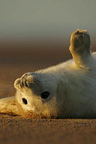 Grey Seal {Halichoerus grypus} pup with white coat on its back in the early sun, Lincs Coast, UK