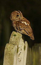 Tawny Owl {Strix aluco} perched on grave stone in churchyard, Derbyshire, UK Captive.