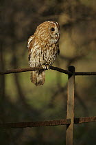 Tawny Owl {Strix aluco} sitting on metal fence in woodland, Derbyshire, UK Captive.