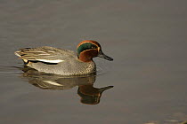 Common teal {Anas crecca} male on water, Gloucestershire, UK