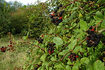 Bramble bush (Rubus plicatus) with ripe blackberries in hedge, Somerset, UK
