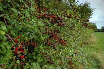 Blackberry / Bramble bush (Rubus plicatus) with fruit in hedge, Somerset, UK