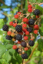 Ripening blackberries on Bramble bush (Rubus plicatus) Somerset, UK