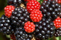 Blackberries (Rubus plicatus) close up of fruit, Somerset, UK