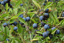 Sloe / Blackthorn {Prunus spinosa} berries, Somerset, UK